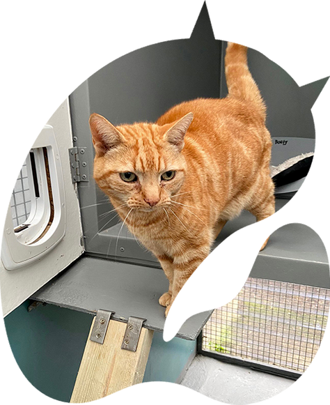 Pet boarding services