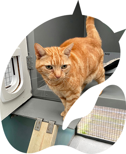 Pet boarding services