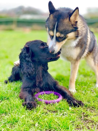Pet boarding services