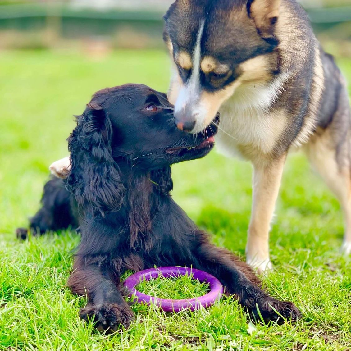Pet boarding services