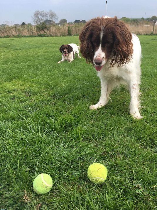 Dog day care