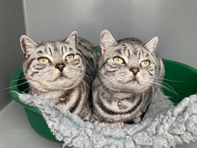 Pet boarding services