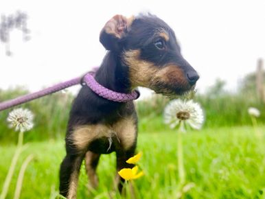 Pet boarding services