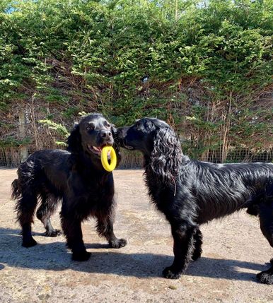 Pet boarding services