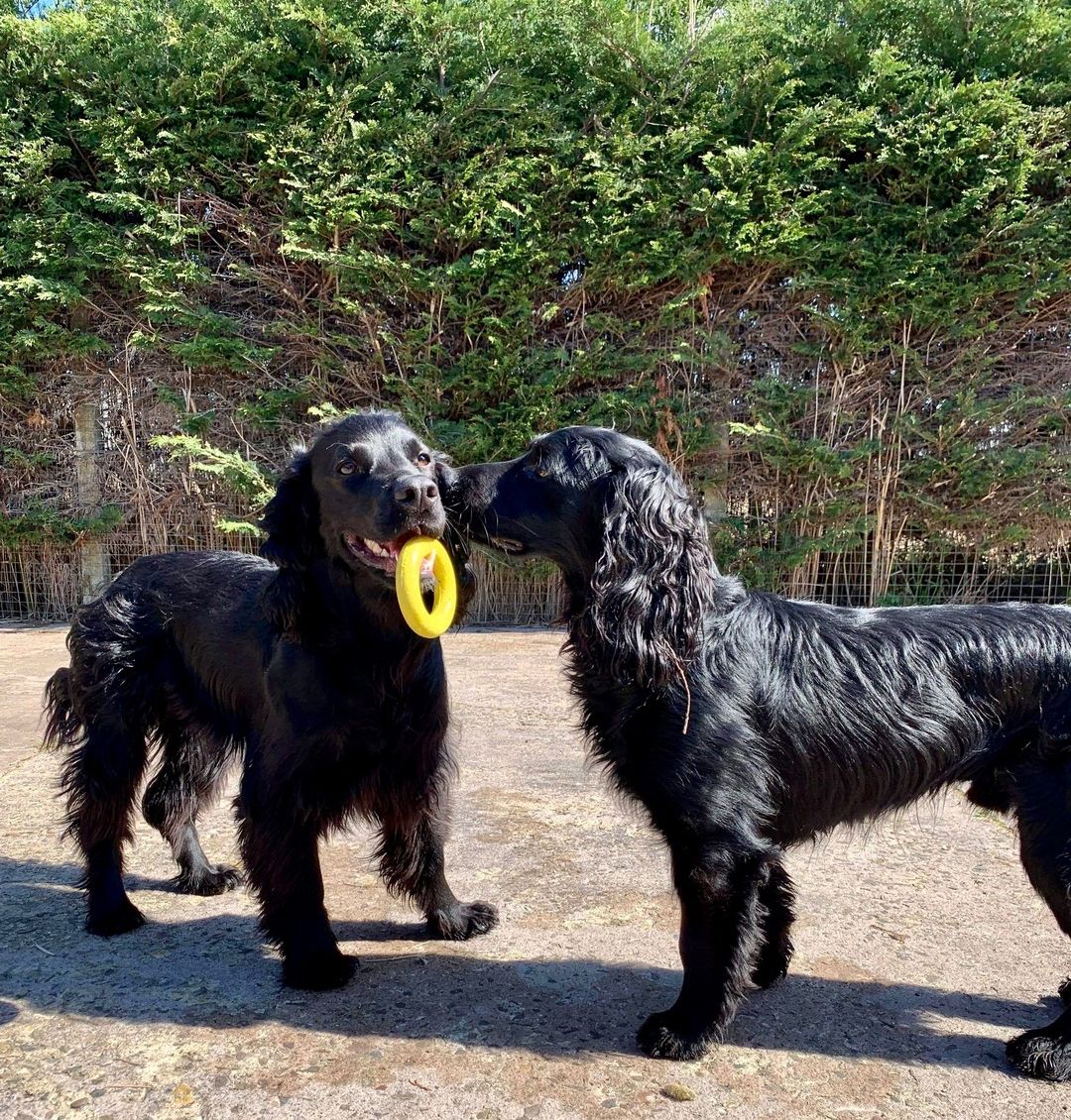 Pet boarding services